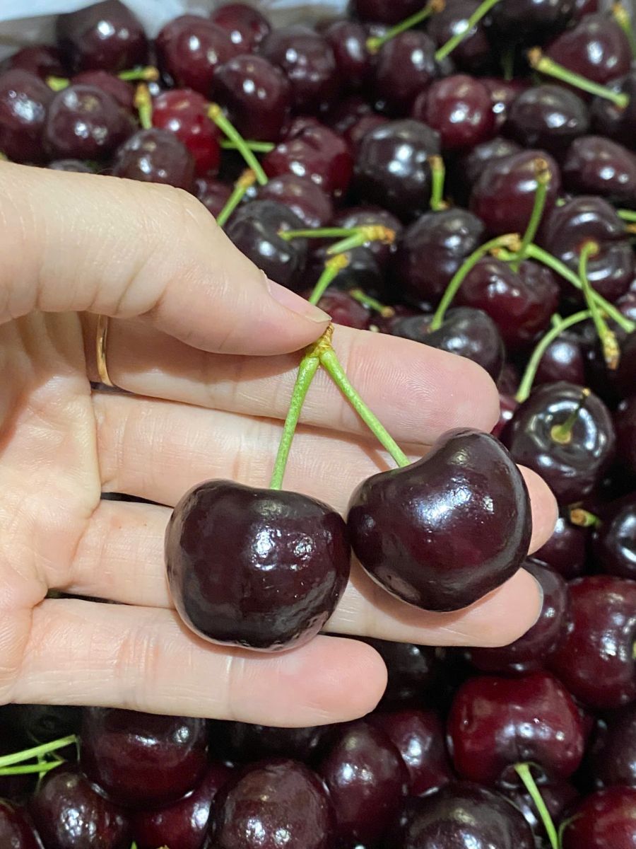 Cherry Mỹ đầu mùa